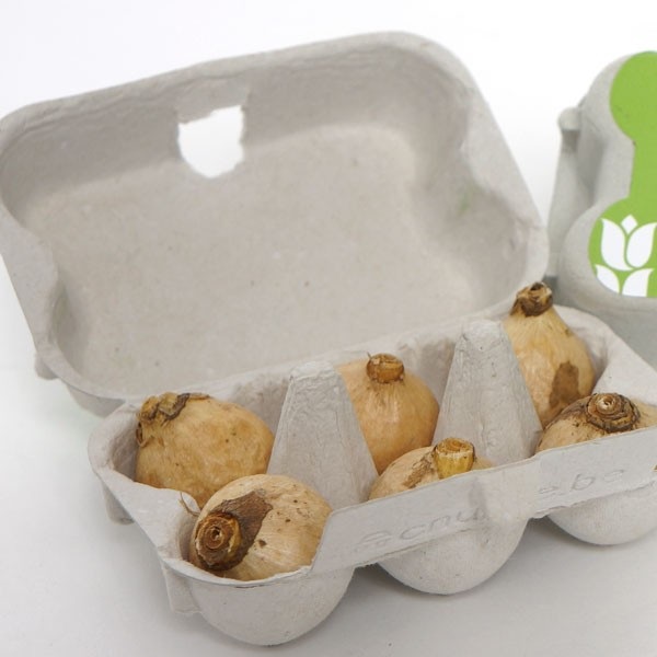 Boîte à œufs avec 6 bulbes à fleurs